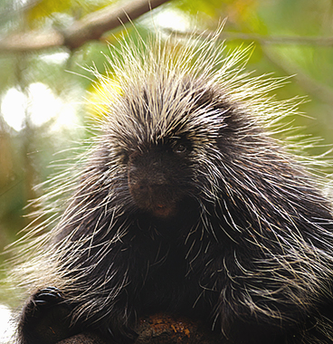 Porcupine