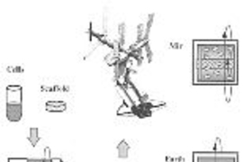 In the first tissue engineering experiment in space, cartilage cells were seeded onto polymer scaffolds and the resulting constructs were cultivated in rotating bioreactors on Earth and in space.