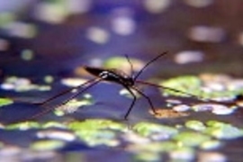 A water strider walks on water.