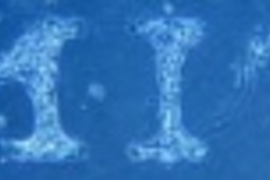 Neurons spell out MIT. The work of Sawyer Fuller (S.B. 2000, S.M. 2003) and Neville Sanjana, a graduate student in brain and cognitive sciences.