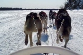 Sophomore Ross Fu (left) looks on as a sled dog musher shows her skills.