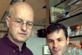 Biology professor Leonard Guarente, left, and research scientist FrÃ©dÃ©ric Picard examine mammalian fat cells to see how the Sirt1 protein affects them.