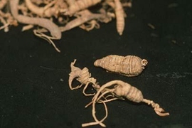 Ginseng (Panax quinquefolia).