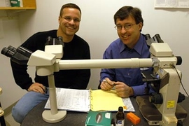 Biology graduate student Ken Olive, left, and Center for Cancer Research director Tyler Jacks have developed a new mouse model that closely resembles Li-Fraumeni Syndrome in humans.