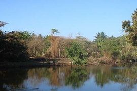 Recovering vegetation along the coastal highway is mixed in with trees that died following the tsunami.