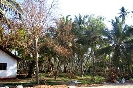 Hardy coconut trees survived the high salinity levels brought by the tsunami.