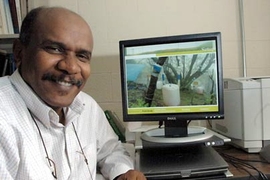 Research led by MIT professor Elfatih Eltahir indicates that trees in a desert forest in Oman survive by extracting moisture from low-lying clouds.