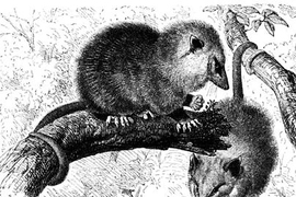 Scientists at the Broad Institute, in completing the genome sequence of the opossum, have found that so-called junk DNA may play a creative role in evolution.