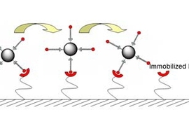 Microspheres coated with certain molecules stick to the protein P-selectin on a glass surface and begin to roll across that surface. Microspheres without the coating did not stick and roll