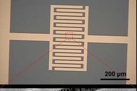 Top: An optical image of the interdigitated gold electrodes upon which the carbon nanotubes are deposited.Bottom: A scanning electron microscopy image of the gold electrodes (thick gray bars). The carbon nanotubes are the small string-like wires extending into the black regions between the electrodes.