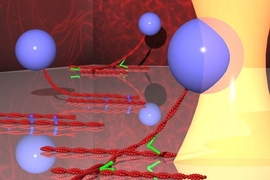 The strength of actin binding protein interactions cross-linking a surface bound and bead tethered actin filament are probed using force from an optical trap. Filamin in green which forms networks of actin filaments shown as a confocal image on the right and alpha-actinin in blue which bundles actin filaments, shown as an image on the left, were probed using this assay configuration.