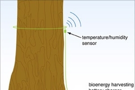 A new MIT tree sensor system taps into trees as a self-sustaining power supply. Each sensor is equipped with an off-the-shelf battery that can be slowly recharged using electricity generated by the tree.