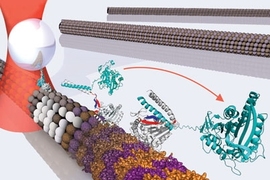 Kinesin, a small motor protein found in cells, walks stepwise onÂ microtubules to perform cellular processes. In each step, a powerÂ stroke is generated when two mechanical elements (neck linker, in red, and cover strand, in blue) form a beta-sheet that folds to drive the protein forward.