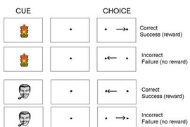 Given different images as cues, monkeys were trained to look right or left for rewards. MIT neuroscientists found that neurons responded differently following correct and incorrect responses, with correct responses setting up the brain for additional successes.