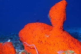 An elephant ear sponge (Agelas clathrodes). 