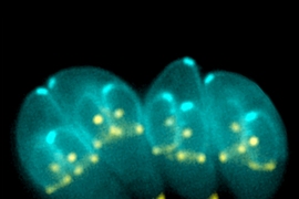 Toxoplasma gondii