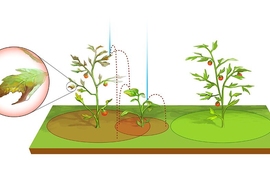 Rainfall may scatter fungal parasites known as "rust" and other pathogens throughout a plant population. Raindrops can act as a dispersing agent, in some instances catapulting contaminated droplets far from their leaf source. 