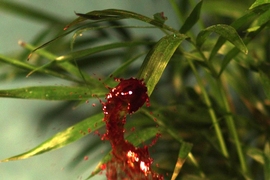 Researchers have developed a theoretical model to describe the relationship between a leaf’s flexibility, the fragmentation of the fluid, and its resulting pattern of raindrop-induced dispersal. The model, Bourouiba says, may eventually help farmers design fields of alternating crops. 