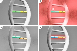 Researchers have uncovered a way chronic inflammation can lead to cancer. Panel 1 shows a normal DNA base pair of cytosine (C) and guanine (G). In panel 2, inflammation, represented by a red background, damages the base pair. A chlorine atom (Cl) is added to the cytosine, resulting in a cytosine lesion called 5-chlorocytosine. In panel 3, the cytosine lesion is now able to base pair with adenine (...