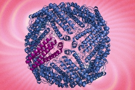 Shown here is a ferritin protein complex. MIT researchers are using protein engineering the boost the magnetic characteristics of the protein to track cells. 
