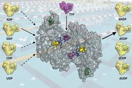 The regulation of the enzyme ribonucleotide reductase allows for just the right levels of deoxynucleotides, the building blocks of DNA, to be produced in the cell.