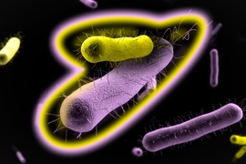 Mutualism, a phenomenon in which different species benefit from their interactions with each other, can help bacteria form drug-resistant communities. Pictured is an artist’s interpretation of mutualism among bacteria. 