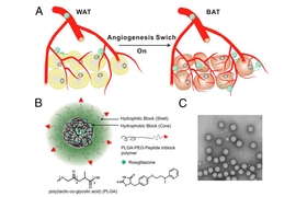 (Top) Stimulating the growth of new blood vessels (angiogenesis) in adipose tissue transforms the tissue from fat-storing white tissue to fat-burning brown tissue. A schematic of the nanoparticle (bottom left) that MIT and Brigham and Women’s Hospital researchers used to deliver angiogenesis drugs to adipose tissue. (Bottom right) The nanoparticles imaged by transmission electron microscopy.