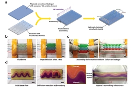 Figure (a) shows the fabrication procedure for a hydrogel-elastomer microfluidic chip. Figure (b) shows that the hydrogel-elastomer microfluidic hybrid supports convection of chemicals (represented by food dye in different colors) in the microfluidic channels and diffusion of chemicals in the hydrogel, even when the material is stretched, as seen in figure (c). In figure (d), the microfluidic hybr...