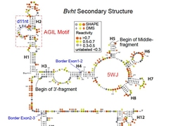 MIT biologists have deciphered the structure of a long noncoding RNA known as Braveheart. They found that the AGIL motif, at top left, is critical to the molecule’s function.
