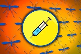 MIT researchers have devised a new vaccine candidate for the Zika virus. “It functions almost like a synthetic virus, except it’s not pathogenic and it doesn’t spread,” says postdoc Omar Khan.
