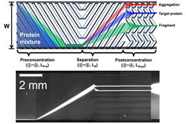 MIT engineers have devised a new way to analyze biologics as they are being produced. After proteins enter a nanofilter array device, they are directed to one side of the wall. This narrow line of proteins then encounters a series of slanted filters with tiny pores, designed so that smaller proteins will fit through them easily, while larger proteins will move along the diagonal for some distance ...