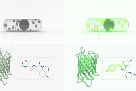 The left and right panels show the reversible change of cell size and cellular fluorescence due to moisture change.