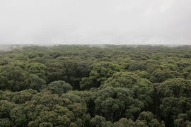 “There is a tremendous amount of peatland in Southeast Asia, but almost all of it has been deforested,” says MIT professor Charles Harvey.
