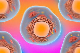 MIT engineers have devised a way to assess a cell’s mechanical properties simply by observation. The researchers use standard confocal microscopy to zero in on the constant, jiggling motions of a cell’s particles.
