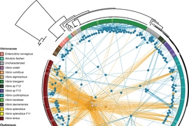 Diagram shows the relationships between marine viruses and the strains of bacteria they infect. The different strains of bacteria are shown around the rim of the circle, with colors indicating different species. Tailed viruses are shown as blue circles, and tailless viruses as orange circles. Each virus is connected by lines to the varieties of bacteria they can infect, showing that the tailless v...