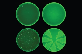 MIT researchers used a machine-learning algorithm to identify a drug called halicin that kills many strains of bacteria. Halicin (top row) prevented the development of antibiotic resistance in E. coli, while ciprofloxacin (bottom row) did not.