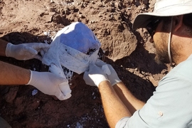 Paleontologists wrapping fossil bone fragments in a plaster jacket before transportation to the lab for preparation and detailed studies