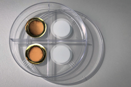 porous anodized aluminum oxide membrane and the membrane after coating it with a thin layer of gold