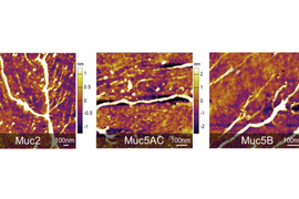 atomic force microscopy of mucus