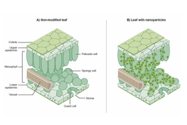 plant leaf diagram