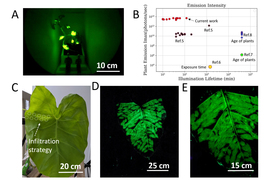 plant leaf diagram