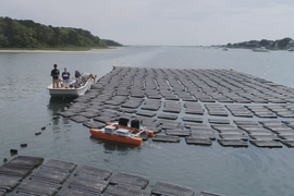 Oystamaran being used in harbor