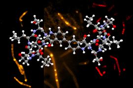 himastatin molecule