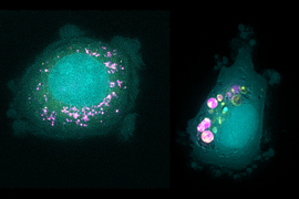 Two green blobs; the one on the left is surrounded by tiny pink dots, and the one on the right has larger pink and yellow clumps on next to it on one side.