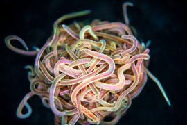 Against a dark background and in colorful, vivid light, about 200 worms are in ball. They are somewhat transparent.