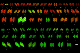 Seven rows of paired almond-shaped objects are colored red, green, and yellow. Each pair is very similar to each other.