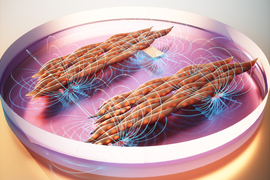 Rendering shows a petri dish with a purple substance on bottom. Inside are two bundles of muscle fibers, brown with orange spots. The bundles have dramatic curved beams of blue energy emerging from below.