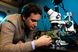 Benedetto Marelli inspects a plant with his hand while next to a microscope.