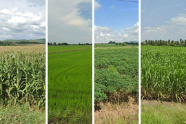 Four Google Street View photos show rice, cassava, sugarcane, and maize fields.