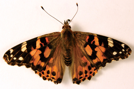 The Painted Lady butterfly is black, orange, and yellow.